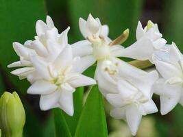 Mexican Tuberose flower photo