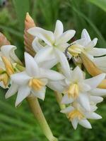 Mexican Tuberose flower photo