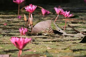 Close up view of couple of pink waterlily in blomm floating on the lake photo