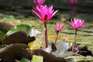 Close up view of couple of pink waterlily in blomm floating on the lake photo