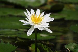 Close up view of couple of white waterlily in blomm floating on the lake photo