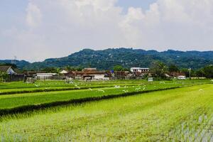 landscape with cows in the background photo