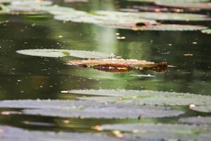 Amazon Rain Forest Water Lilly. Lotus Leaves floatomg on water photo