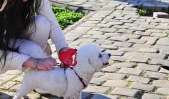 Happy woman is playing with her white bichon frise dog on sunny day in park. photo