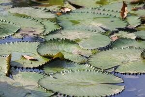 Amazonas lluvia bosque agua Lilly. loto hojas flotador en agua foto