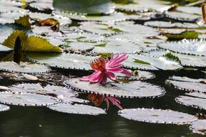 Close up view of couple of pink waterlily in blomm floating on the lake photo