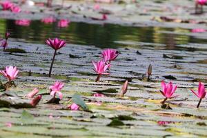 cerca arriba ver de Pareja de rosado lirio de agua en florecer flotante en el lago foto