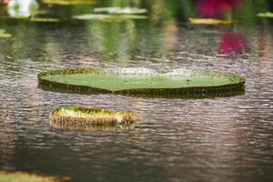 Amazonas lluvia bosque agua Lilly. loto hojas flotador en agua foto