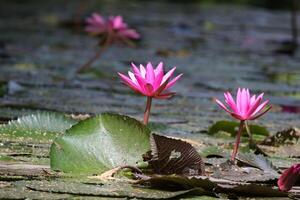 Close up view of couple of pink waterlily in blomm floating on the lake photo