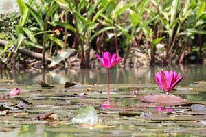 cerca arriba ver de Pareja de rosado lirio de agua en florecer flotante en el lago foto