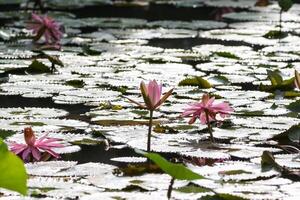 cerca arriba ver de Pareja de rosado lirio de agua en florecer flotante en el lago foto