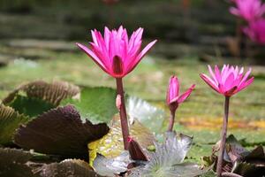 Close up view of couple of pink waterlily in blomm floating on the lake photo