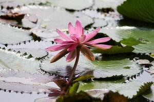 Close up view of couple of pink waterlily in blomm floating on the lake photo