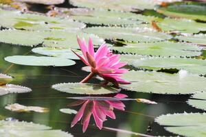 cerca arriba ver de Pareja de rosado lirio de agua en florecer flotante en el lago foto