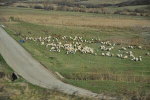 Road, sheep, shepard in autumn landscape in the Romanian green fields photo