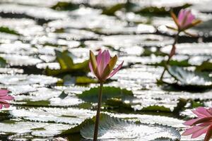 Close up view of couple of pink waterlily in blomm floating on the lake photo