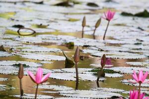 Pink and white lotus flower and green leaves photo