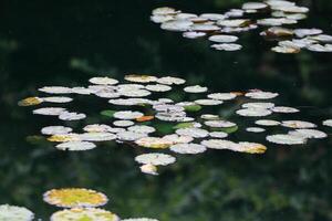 Amazon Rain Forest Water Lilly. Lotus Leaves floatomg on water photo