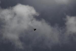 Cloudscape escenario, nublado clima encima oscuro azul cielo. tormenta nubes flotante en un lluvioso aburrido día con natural ligero. blanco y gris escénico ambiente antecedentes. naturaleza vista. foto