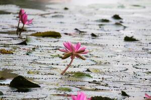 Close up view of couple of pink waterlily in blomm floating on the lake photo