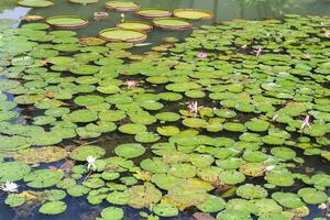 Amazon Rain Forest Water Lilly. Lotus Leaves floatomg on water photo