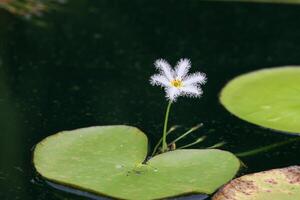 Close up view of couple of white waterlily in blomm floating on the lake photo