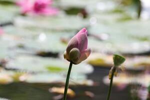 Pink and white lotus flower buds and green leaves photo