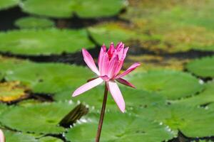 Close up view of couple of pink waterlily in blomm floating on the lake photo