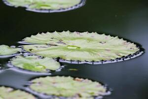 Amazon Rain Forest Water Lilly. Lotus Leaves floatomg on water photo