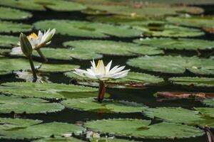 cerca arriba ver de Pareja de blanco lirio de agua en floración flotante en el lago foto