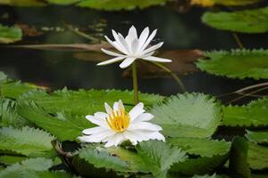 Close up view of couple of white waterlily in blomm floating on the lake photo