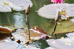 Pink and white lotus flower and green leaves photo