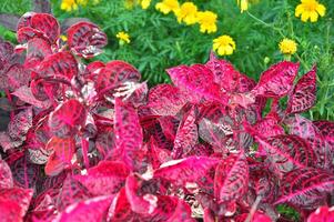 un cerca arriba de un hoja con agua gotas en él. rojo hoja después lluvia foto