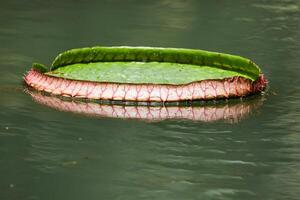 Amazon Rain Forest Water Lilly. Lotus Leaves floatomg on water photo