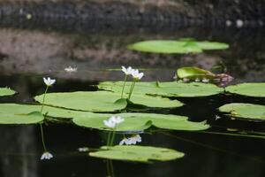 cerca arriba ver de Pareja de blanco lirio de agua en florecer flotante en el lago foto