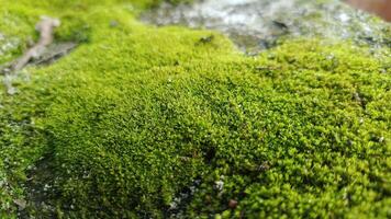 Closeup shot of the moss of the stone surface background photo