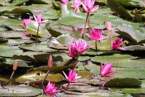 Close up view of couple of pink waterlily in blomm floating on the lake photo