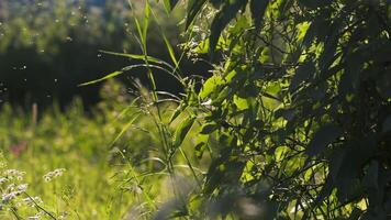 Mücken fliegend auf Grün Gras auf sonnig Tag. kreativ. schwül Tag mit fliegend Mücken im Sommer- Wiese. Atmosphäre von Sommer- Wiese auf sonnig Tag video