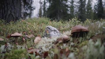 champignons in de Woud. klem. glade met champignons en gras. meerdere bruin champignons hebben gegroeid in de weide. Kerstmis bomen toenemen in de achtergrond video