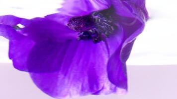 lila hermosa floreciente flor metido submarino. valores imágenes. cerca arriba de suave púrpura pétalos y un flor brote aislado en un blanco antecedentes. video