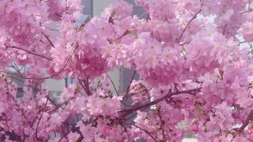 Beautiful pink flowers on blooming tree on a sunny day in England, slow motion video