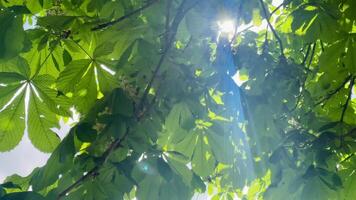 suchen oben durch Spitzen von Bäume mit Sonne leuchtenden durch Grün Laub, Frühling Sommer- Natur auf ein sonnig Tag im das Englisch Landschaft video