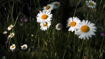 Blooming camomiles in the green field. Creative. Close up of beautiful summer flowers in the meadow. video