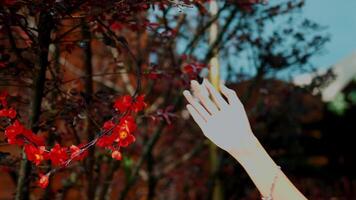 Close-up of a person's hand gently touching red autumn leaves on a tree branch, with a blurred background. video