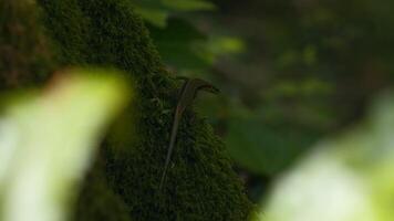 fechar acima do lagarto em uma musgoso árvore porta-malas. criativo. natural fundo com verde natureza e lagarto. video