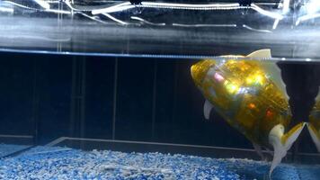 A robot fish in aquarium. Media. Artificial version of robot fish glowing in water. Robot fish with artificial intelligence in aquarium video