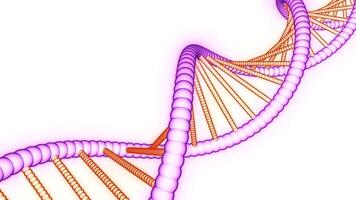 skön animering av dragen dna. design. färgrik enkel animering av dna kedja. roterande eleganta dna kedja på vit bakgrund för presentation video