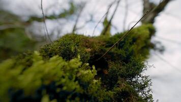 Close-up of green moss on tree. Action. Thick cover of moss on trunk of tree. Beautiful green moss on tree in summer forest video