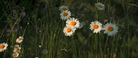 Chamomile field. Creative. Young flowers bask in the sun next to the green grass, the rays of the sun, the blue sky and the forest nearby video