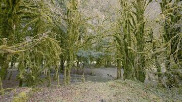 Green trees with moss in forest. Action. Dying forest with moss-covered trees. Bare tree branches covered with green moss in forest video